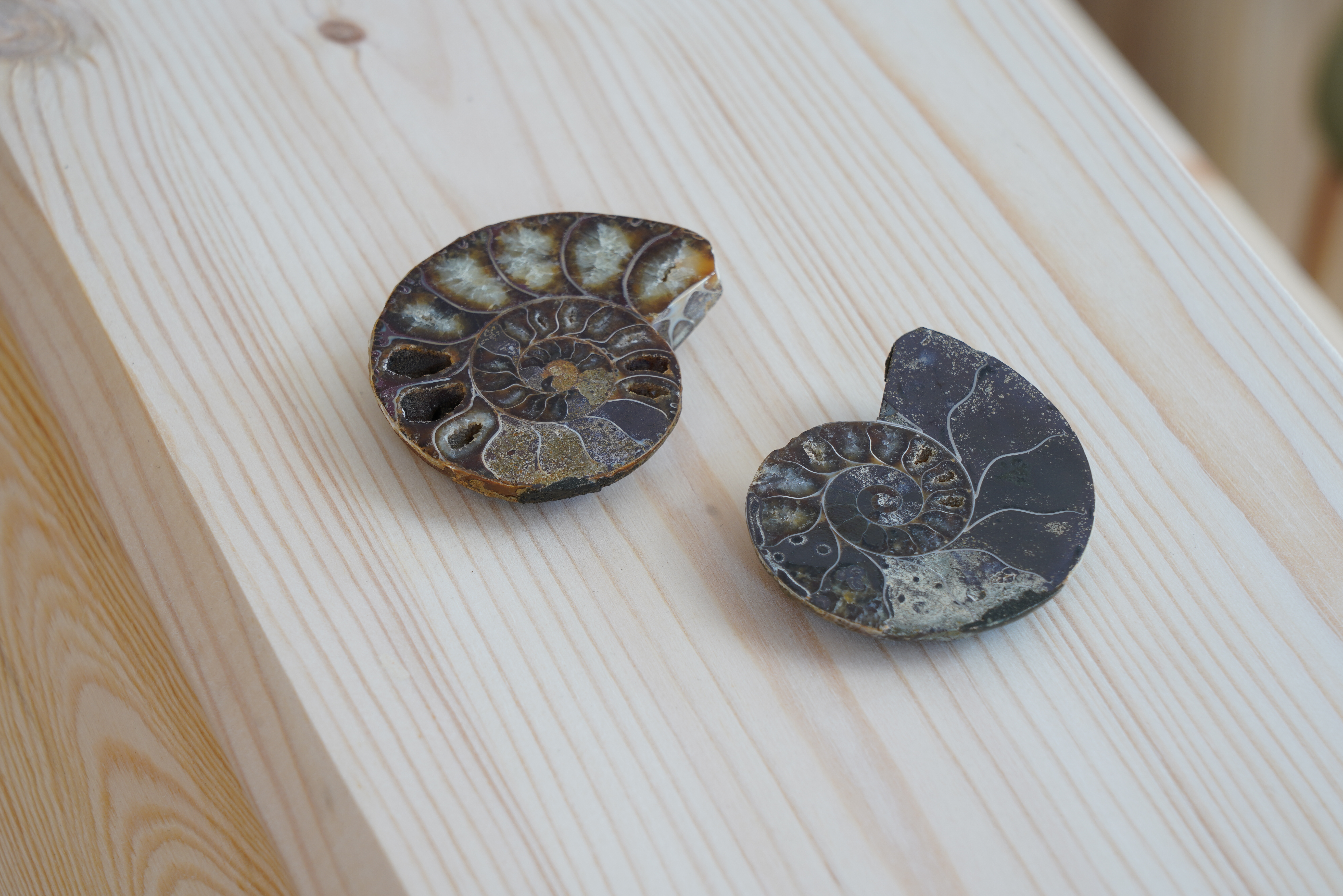 015 (c) Fotostudio Paluch FSP03485